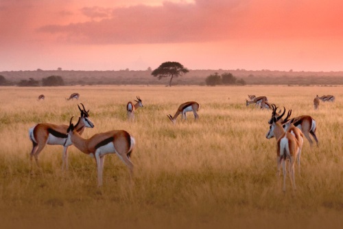Central Kalahari Game Reserve 001